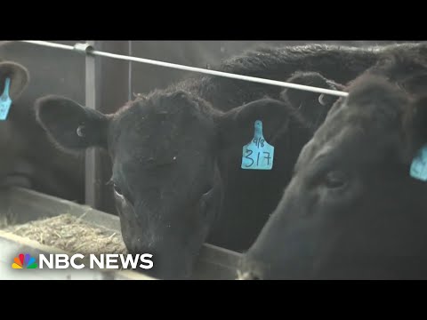 How feeding cows red seaweed can help combat climate change