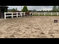 حصان الفروسية Sportpaard merrie