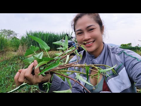 ไปนาหาหน่อไม่สวัสดีFCทุกท่าน