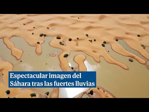 Las fuertes lluvias transforman el Sáhara en una alfombra verde llena de pequeños lagos