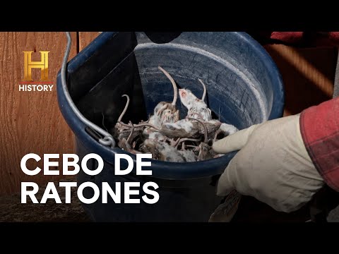 CEBO DE RATONES   - HOMBRES DE MONTAÑA