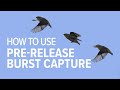 Pre Release Capture with the Nikon Z8  Bird Photography Made Easy!