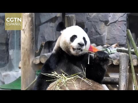 Zoológico en la provincia de Henan celebra el sexto cumpleaños de Ling Yan