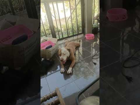 น้องอั่งเปา