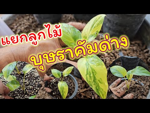 แยกลูกไม้บุษราคัมด่าง|วาวาป