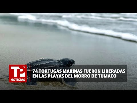 74 tortugas marinas fueron liberadas en las playas del Morro de Tumaco |10.03.2024| TP Noticias