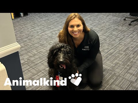 911 emergency response workers welcome cuddly therapy dogs | Humankind