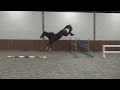 Cheval de CSO Springpaard met veel talent