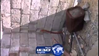 فيديو..افعى ضخمة في حوش احدى المنازل