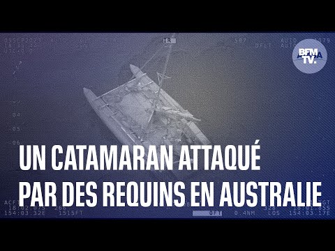 Un catamaran attaqué par des requins en Australie