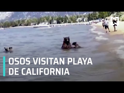Familia de osos se refresca en playa de California - Las Noticias