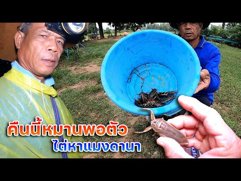 คืนนี้หมานพอตัว-ไต่หาแมงดานา-ท คืนนี้หมานพอตัว-ไต่หาแมงดานา-ท