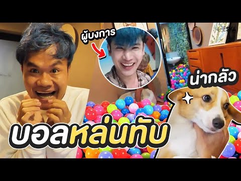 แกล้งหมา-เซอร์ไพรส์ลูกบอลท่วมบ แกล้งหมา-เซอร์ไพรส์ลูกบอลท่วมบ