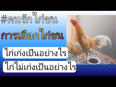 คนรักไก่ชนEP3ลักษณะไก่เก่ง