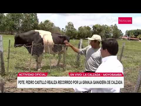 Presidente Pedro Castillo realiza recorrido en la granja ganadera de Calzada, región San Martín