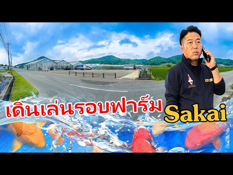 เดินเล่นรอบฟาร์มซาไกEP:7Nisa