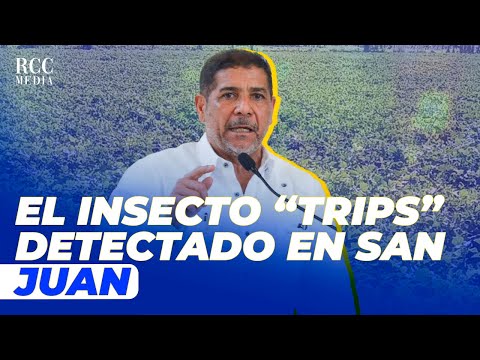 Limber Cruz: Detectan insecto trips en habichuelas de San Juan; ¿una amenaza para la producción?