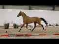 Show jumping horse TUNTUTULIAK VAN DE MEERHOEVE