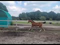 Show jumping horse A Canto Blue Z