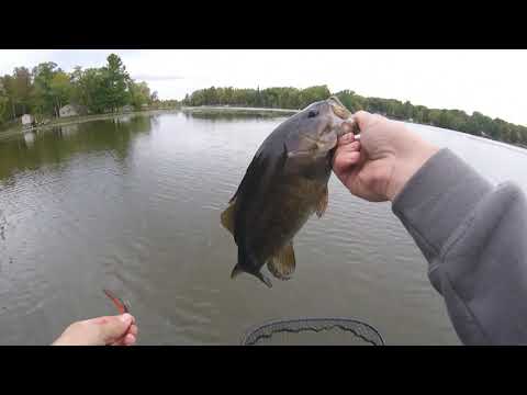 ned rig smallies