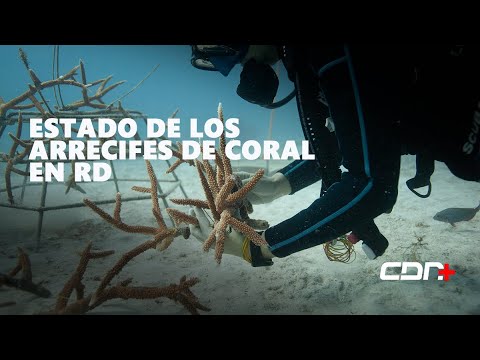 Estado de los Arrecifes de Coral en la República Dominicana
