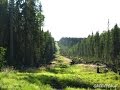 How Intact Forests Help Fight Climate Change...