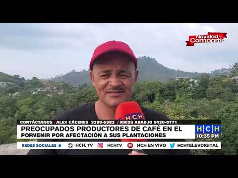 Productores de café preocupados por afectación de sus plantaciones en El Porvenir