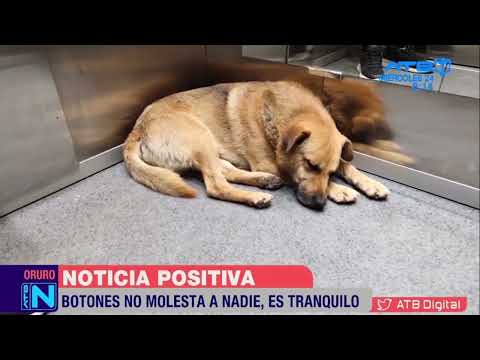 “Botones”, el perrito ascensorista de Oruro
