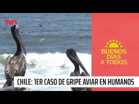 Chile registra el primer caso de gripe aviar en humanos | Buenos días a todos