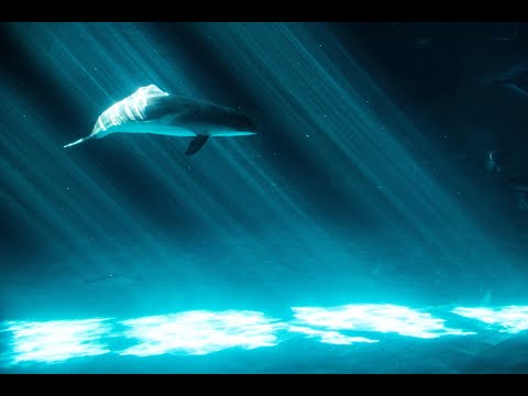 【癒やし】美しすぎるネズミイルカのプール【おたる水族館】