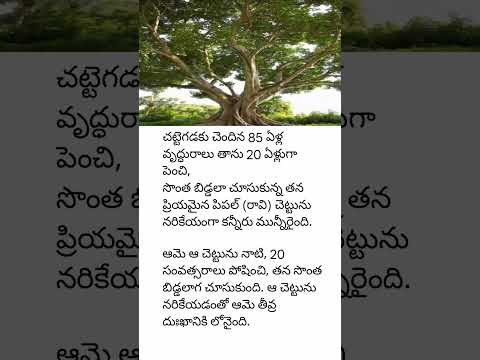 🌳 85 ఏళ్ల వృద్దురాలు 20 ఏళ్లుగా పెంచిన చెట్టు కథ | హృదయాన్ని కదిలించే నిజ జీవ కథ | Emotional Story