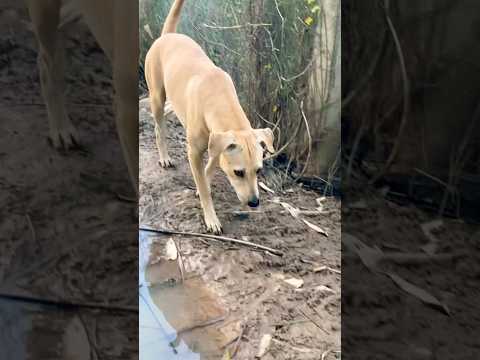 #puppy #doglover #cute #animals #funny #doglove #dog #barking #love #shortvideo #top #pets #cat