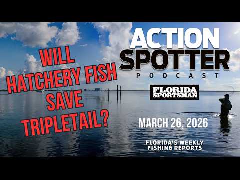 Will hatchery fish save tripletail? video thumbnail
