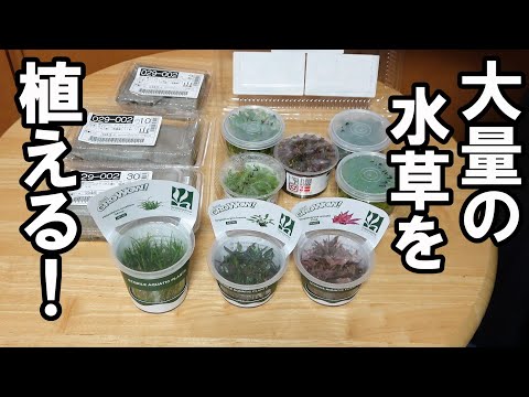 【水草水槽 120cm】水草の植え方！（水草植栽の前編）＃アクアリウム＃ADA