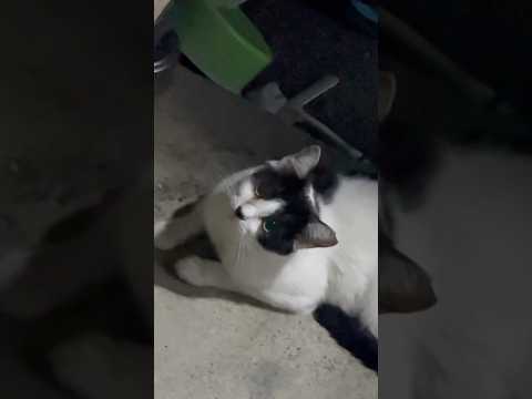 白黒ちゃんの夜ごはん#猫動画 #japan #釣り #fishing