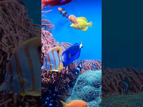 Have you seen these cuties? #aquarium #fish #california #usa
