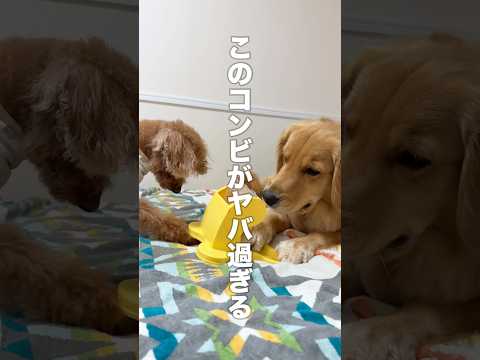 仲悪いと思われがちの犬２匹はイタズラする時だけ息ピッタリな件について...【ゴールデンレトリバー•ボーダーコリー】#shorts
