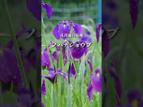 【国の天然記念物指定💜全国的にも珍しい斎宮のハナショウブ群落】