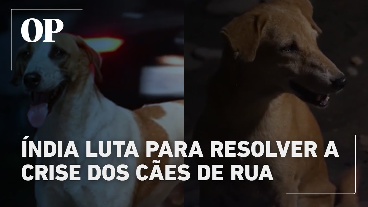 Índia luta para resolver a crise dos cães de rua