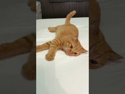 ชอบมากๆๆฮับ #cute #cat #pets #funnycats #cutecat #แมว #kitten #แมวถังแก๊ส #kitty #funny