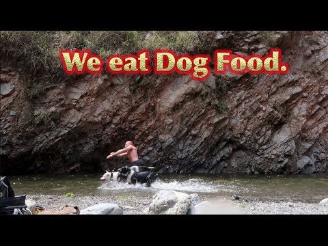 WE EAT DOG FOOD, maybe you should too | keto carnivore | fat-shaming my pitbull