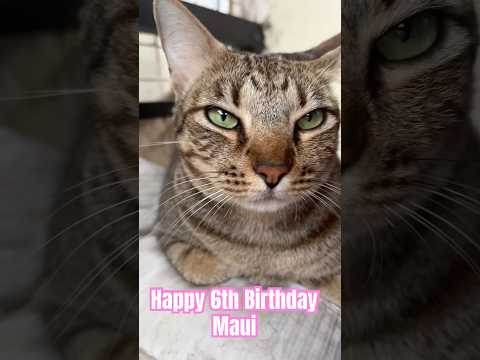Happy 6th Birthday Maui! #happybirthday #tabbycat #catbirthday