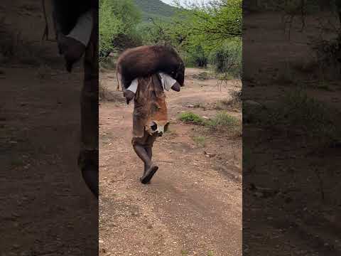 Into the Wild: Hadzabe Hunting Moment