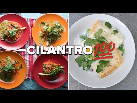 Everything You Can Do With Cilantro ? Tasty Recipes