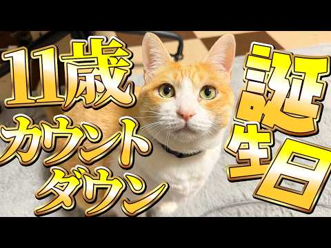 【🐈＜㊗️】ロビンさん11歳の誕生日カウントダウン生配信！！