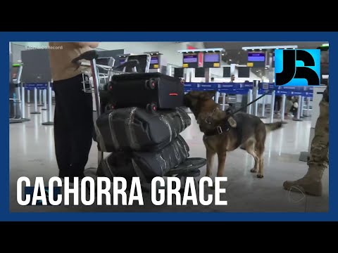 Prestes a se aposentar, cachorra Grace ajuda a PF a encontrar drogas no aeroporto de SP