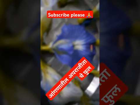 #trending #viral short #अंगणातील          अपराजिता चे फुल#pyyar mil jaye piya#o yeisa pyar miljaye #