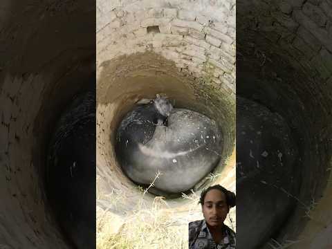 बहुत मुश्किल से बचाया इस बेबस सांड को 🙏 |#shorts #bull #animals #lover #animalshorts #ytshorts #yt