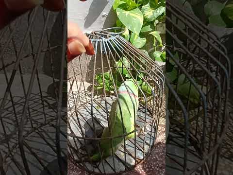 Your favorite children's# The Tale of the Two Parrots#like #subscribe # children 24.82025🦜🦜🦜🦜