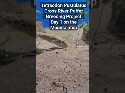 Tetraodon Pustulatus - Cross River Puffer Breeding 